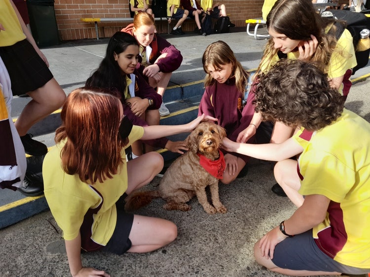 A group of girls petting a dog