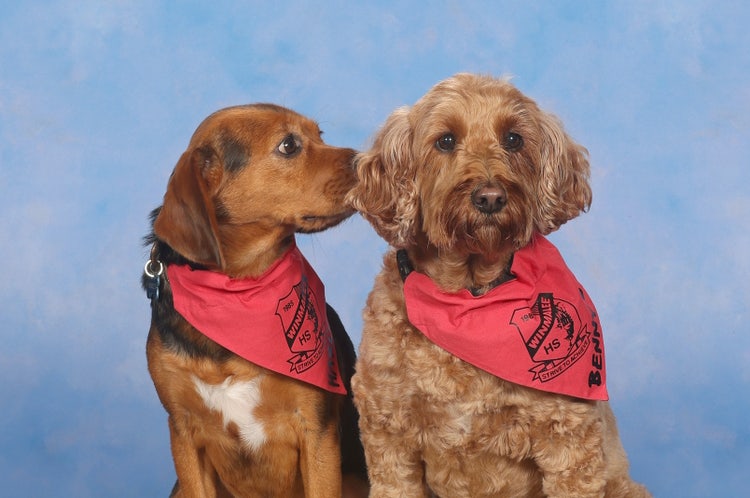 Two dogs wearing red bandanas