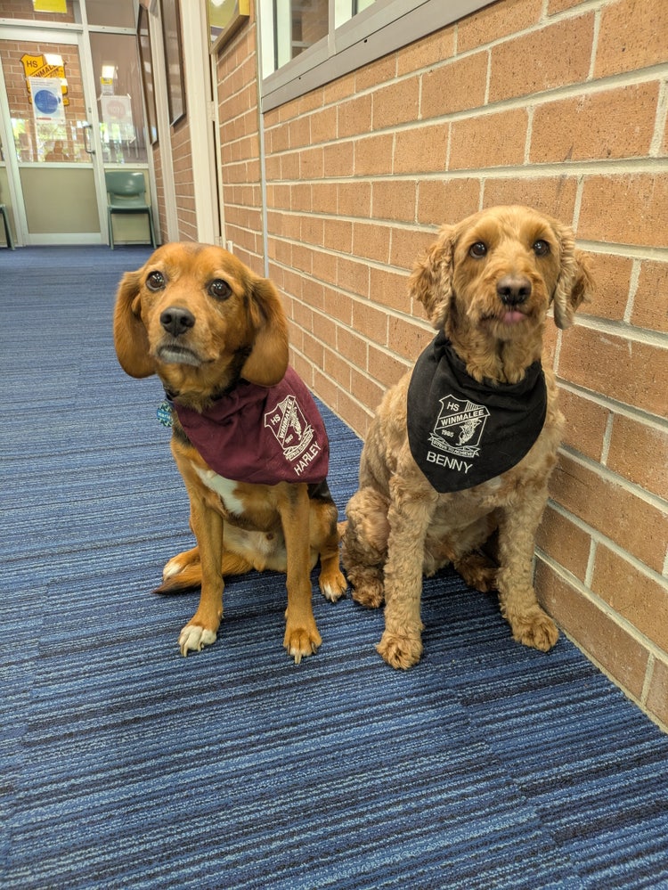 Two dogs wearing bandanas