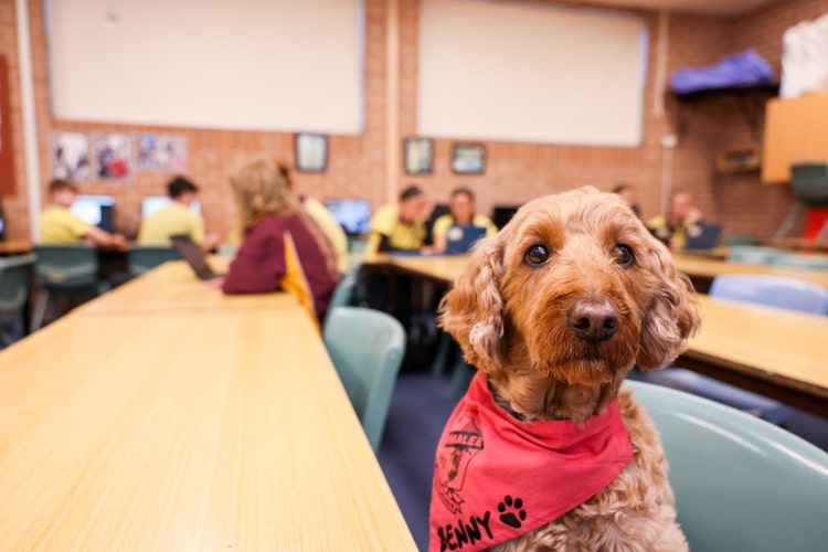 A dog sitting in a classroom