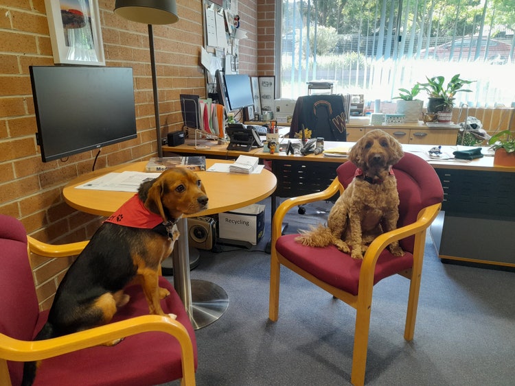 Two dogs sitting in chairs in an office